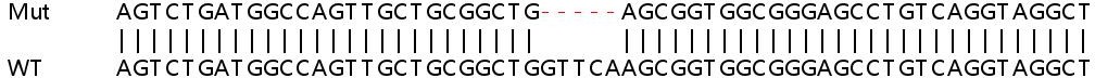 Human ARL13B knockout HeLa cell lysate