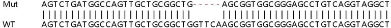 Sanger Sequencing - Human ARL13B knockout HeLa cell lysate (AB257260)