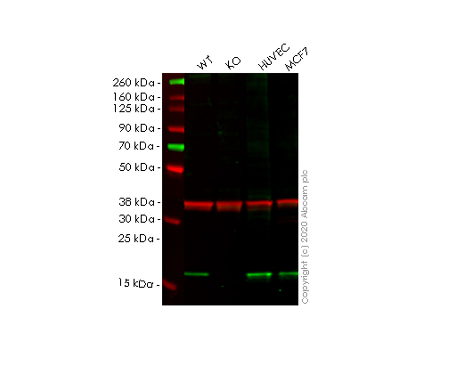 Western blot - Human ARL2BP knockout HeLa cell line (AB265269)
