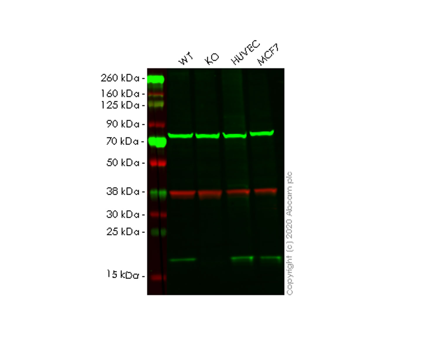 Human ARL2BP knockout HeLa cell line
