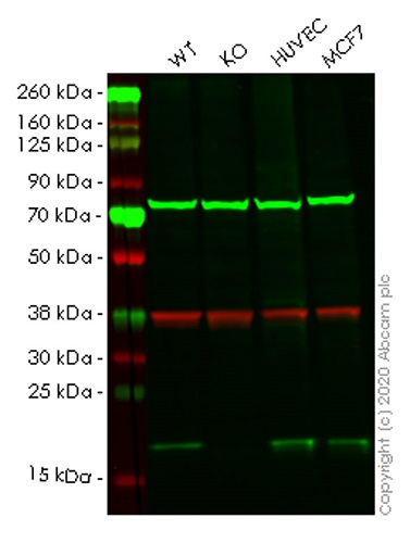 Western blot - Human ARL2BP knockout HeLa cell lysate (AB258312)