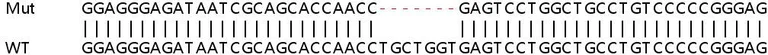 Sanger Sequencing - Human ARL6IP1 knockout HEK-293T cell line (AB266301)