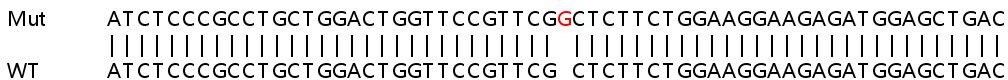 Sanger Sequencing - Human ARL8B knockout HeLa cell line (AB265325), expandable thumbnail