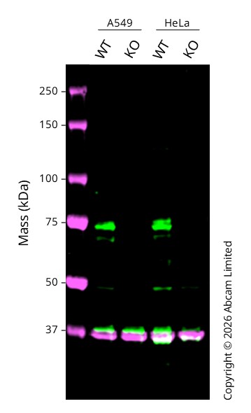 Western blot - Human ARNTL (BMAL1) knockout HeLa cell line (AB264701)
