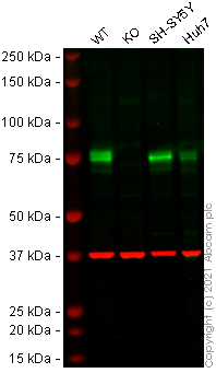 Western blot - Human ARNTL (BMAL1) knockout HeLa cell lysate (AB258314)