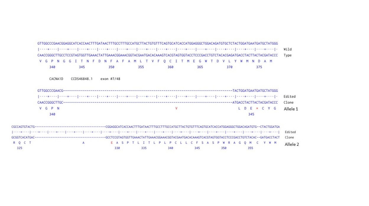 Next Generation Sequencing - Human ARNTL knockout MCF7 cell line (AB289293), expandable thumbnail