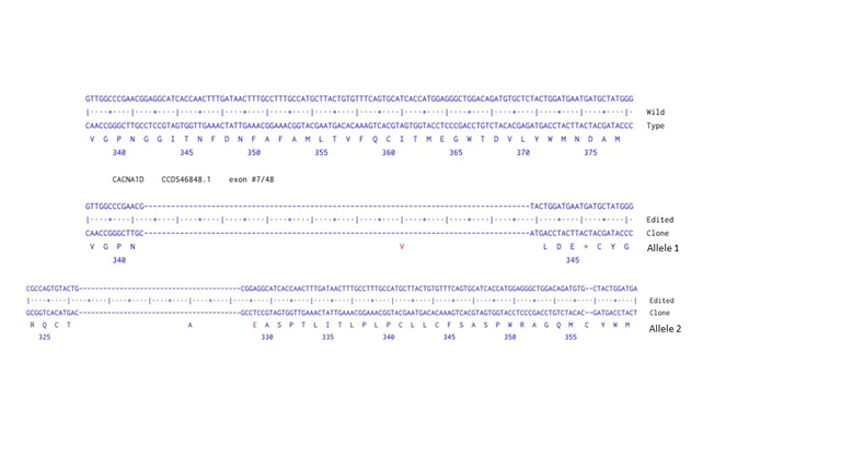 Next Generation Sequencing - Human ARNTL knockout MCF7 cell line (AB289293)