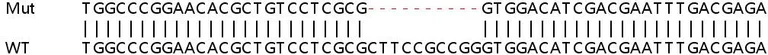 Sanger Sequencing - Human ARPC5L knockout HEK-293T cell lysate (AB257843)
