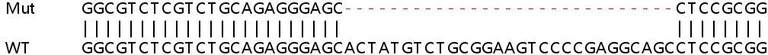 Sanger Sequencing - Human ARPP19 knockout HEK-293T cell lysate (AB258784)
