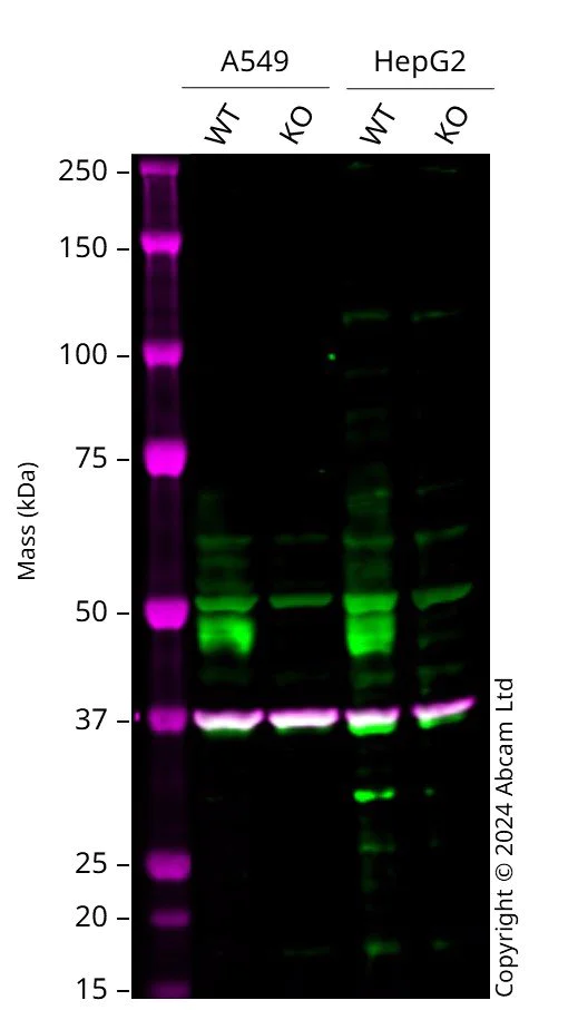 Western blot - Human ARRB2 (Beta Arrestin 2) knockout A549 cell line (AB277840)