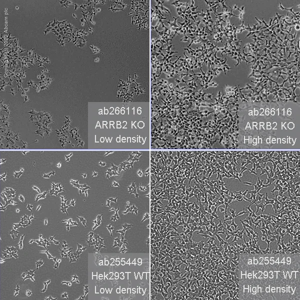 Cell Culture - Human ARRB2 (Beta Arrestin 2) knockout HEK-293T cell line (AB266116)