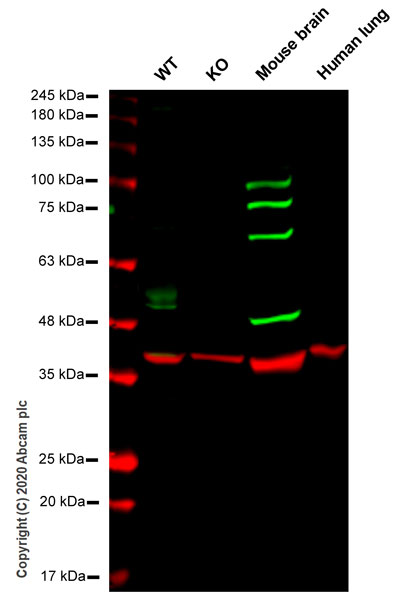 Western blot - Human ARRB2 (Beta Arrestin 2) knockout HEK-293T cell line (AB266116)