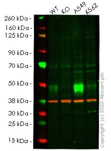 Western blot - Human ARRB2 (Beta Arrestin 2) knockout Hep G2 cell line (AB262320)