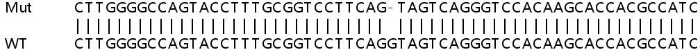 Sanger Sequencing - Human ARRB2 (Beta Arrestin 2) knockout Hep G2 cell lysate (AB257283), expandable thumbnail