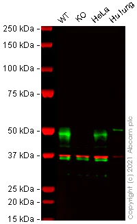 Western blot - Human ARRB2 (Beta Arrestin 2) knockout Hep G2 cell lysate (AB257283)