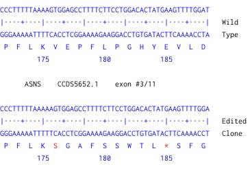 Next Generation Sequencing - Human ASNS knockout A549  cell line (AB300853), expandable thumbnail