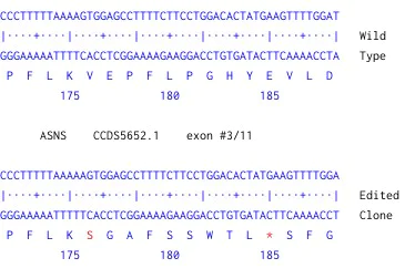 Next Generation Sequencing - Human ASNS knockout A549 cell line (AB300853)