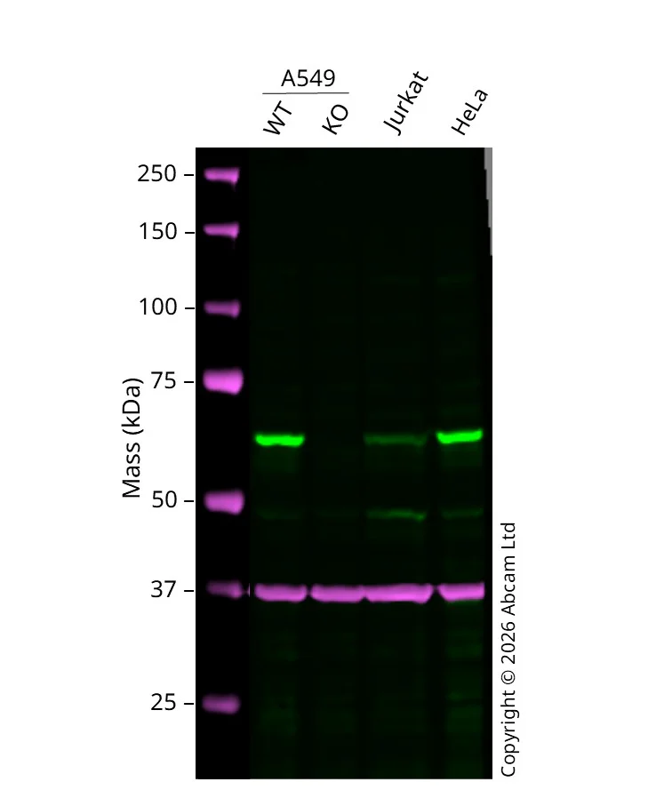 Western blot - Human ASNS knockout A549 cell line (AB300853)