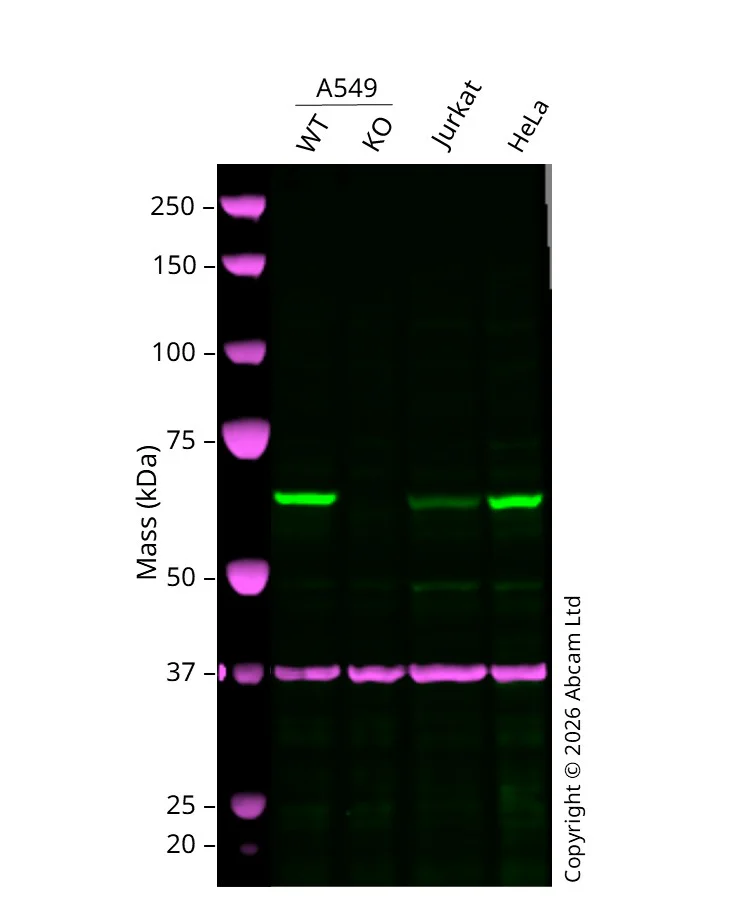 Western blot - Human ASNS knockout A549 cell line (AB300853)