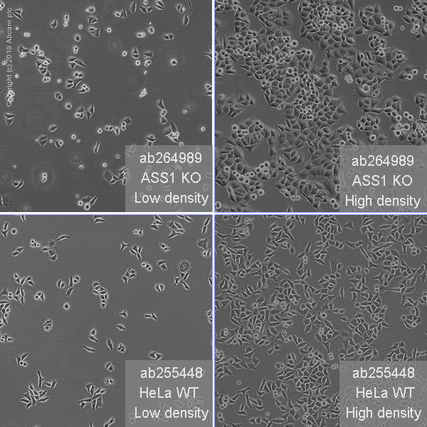 Cell Culture - Human ASS1 knockout HeLa cell line (AB264989), expandable thumbnail