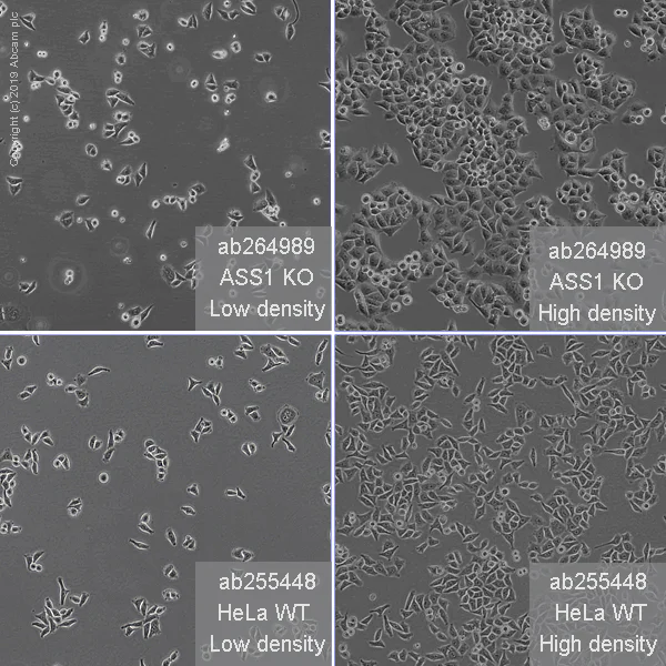 Cell Culture - Human ASS1 knockout HeLa cell line (AB264989)