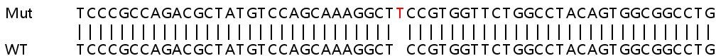 Sanger Sequencing - Human ASS1 knockout HeLa cell line (AB264989), expandable thumbnail