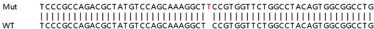 Sanger Sequencing - Human ASS1 knockout HeLa cell lysate (AB257143)