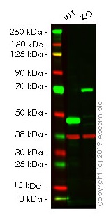 Western blot - Human ASS1 knockout HeLa cell lysate (AB257143), expandable thumbnail