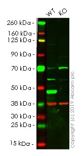 Western blot - Human ASS1 knockout HeLa cell lysate (AB257143)