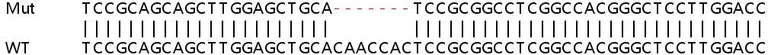 Sanger Sequencing - Human ATAD2 knockout HeLa cell lysate (AB257359)