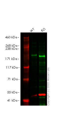 Human ATAD2 knockout HeLa cell lysate