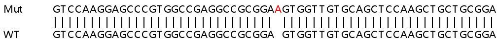 Human ATAD2 knockout MCF7 cell line
