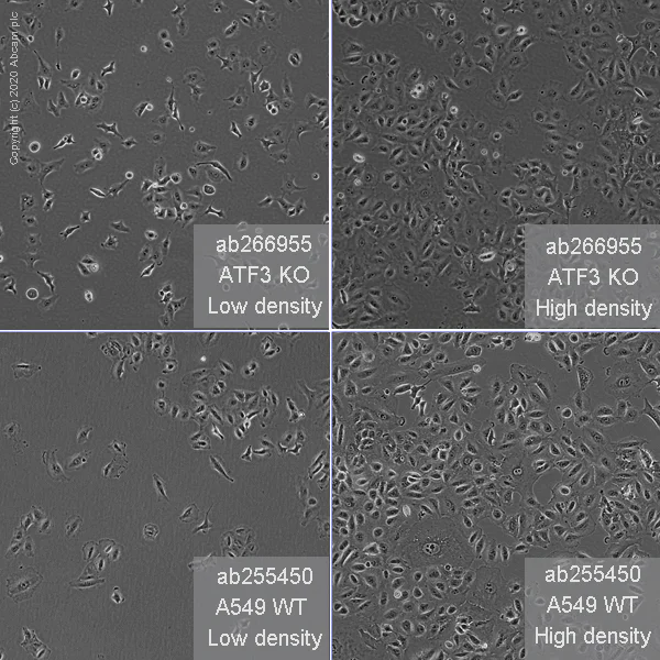 Cell Culture - Human ATF3 knockout A549 cell line (AB266955)