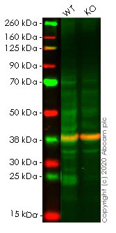 Western blot - Human ATF3 knockout A549 cell line (AB266955)