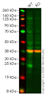 Western blot - Human ATF3 knockout A549 cell lysate (AB257075), expandable thumbnail
