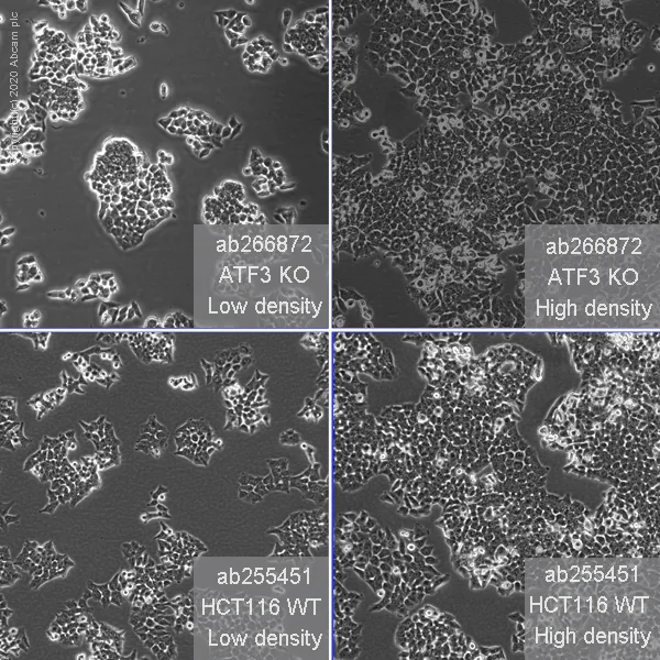 Cell Culture - Human ATF3 knockout HCT116 cell line (AB266872)
