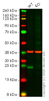 Western blot - Human ATF3 knockout HCT116 cell lysate (AB257074)