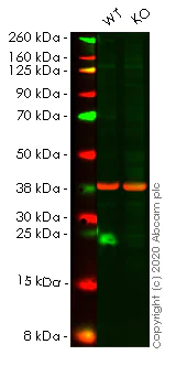 Western blot - Human ATF3 knockout HCT116 cell lysate (AB257074)