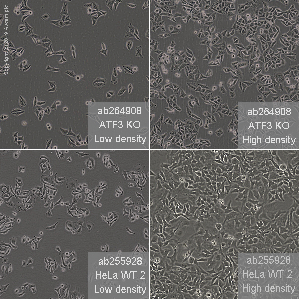 Human ATF3 knockout HeLa cell line (AB264908) Abcam