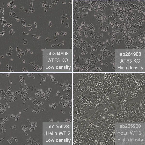 Cell Culture - Human ATF3 knockout HeLa cell line (AB264908)