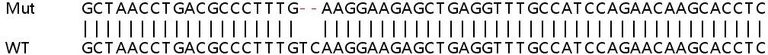 Sanger Sequencing - Human ATF3 knockout HeLa cell line (AB264908)