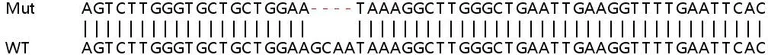 Sanger Sequencing - Human ATF6 knockout HeLa cell line (AB261800)