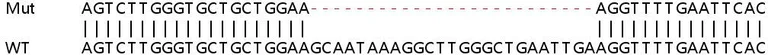 Sanger Sequencing - Human ATF6 knockout HeLa cell line (AB261800)