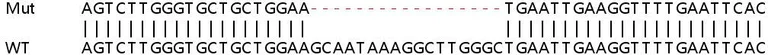 Sanger Sequencing - Human ATF6 knockout HeLa cell line (AB261800)