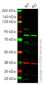 Western blot - Human ATF6 knockout HeLa cell line (AB261800)