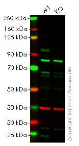 Human ATF6 knockout HeLa cell lysate