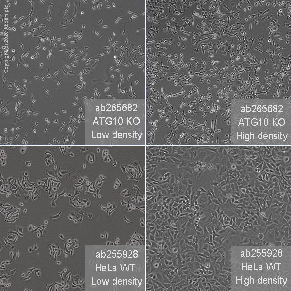 Cell Culture - Human ATG10 knockout HeLa cell line (AB265682)