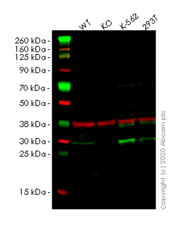Western blot - Human ATG10 knockout HeLa cell lysate (AB258786)