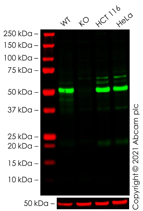 Western blot - Human ATG12 knockout THP-1 cell line (AB277831)