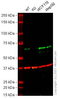 Western blot - Human ATG14 (ATG14L) knockout HeLa cell lysate (AB258319), expandable thumbnail